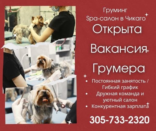 Требуется опытный грумер