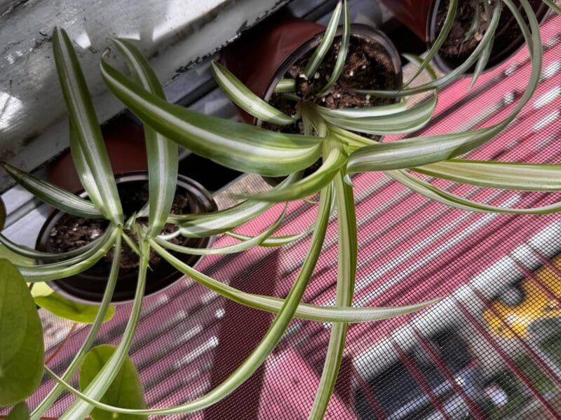 Отдам цветочки в горшочках бесплатно