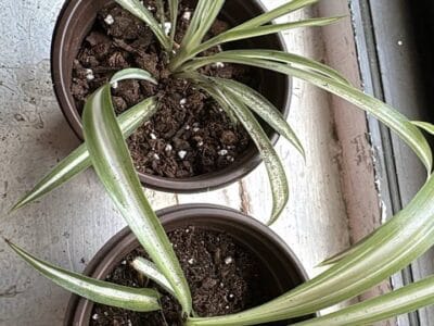 Отдам цветочки в горшочках бесплатно