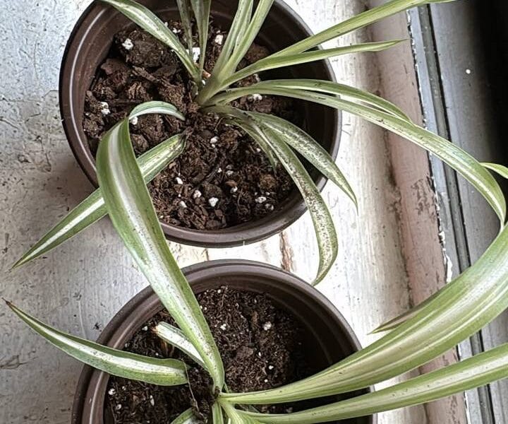 Отдам цветочки в горшочках бесплатно